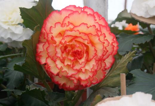 B. ‘Bali Hi’